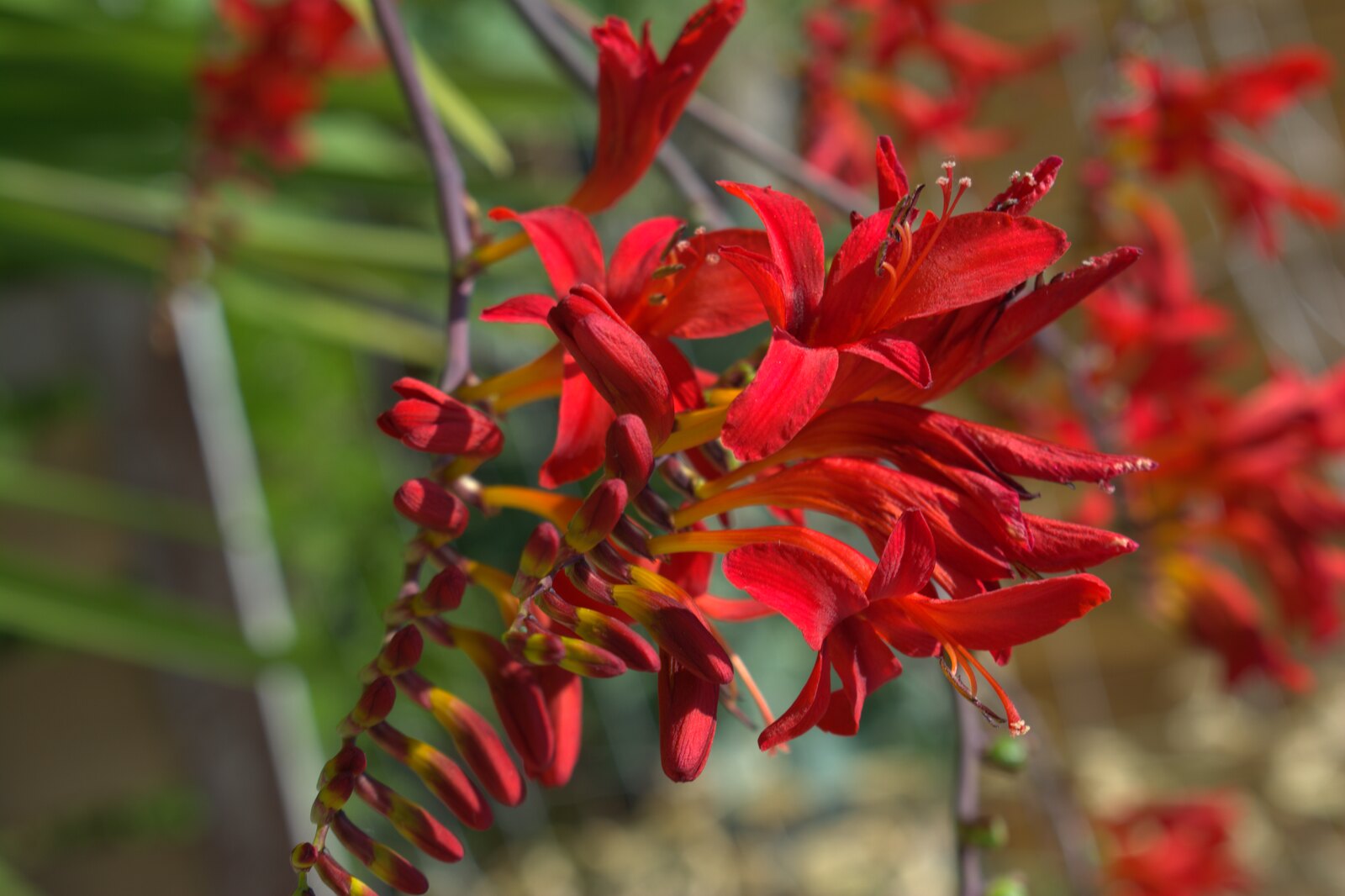 Crocosmia in bloom