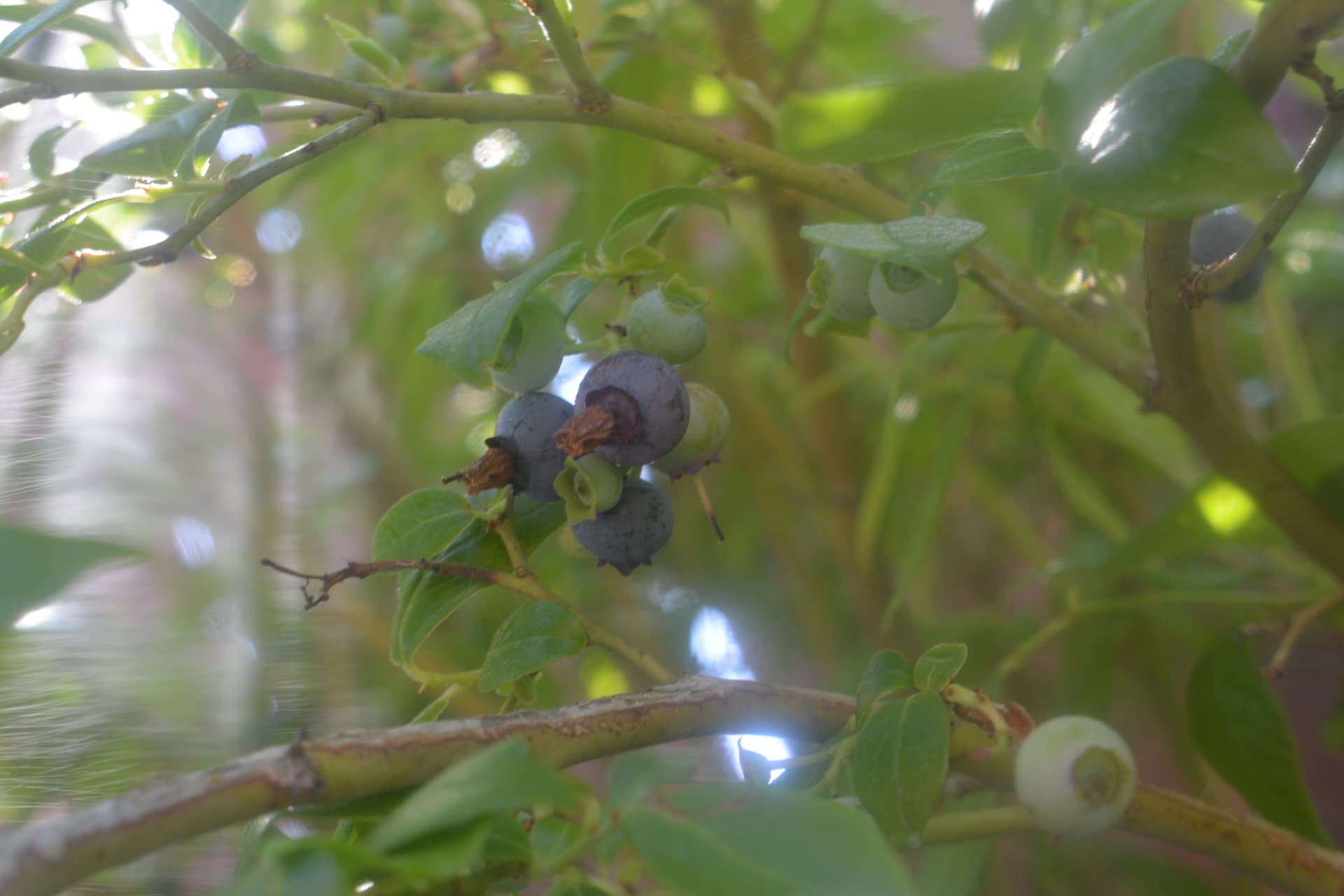 Backyard blueberries